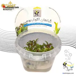 گیاه آلترنانترا لیلاسینا مولتی کالر آکواریوم پلنت کد 666