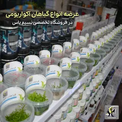 گیاه آلترنانترا لیلاسینا مولتی کالر آکواریوم پلنت کد 666