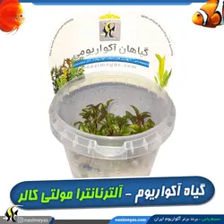 گیاه آلترنانترا لیلاسینا مولتی کالر آکواریوم پلنت کد 666