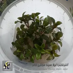 گیاه آلترنانترا لیلاسینا مولتی کالر آکواریوم پلنت کد 666