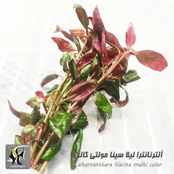 گیاه آلترنانترا لیلاسینا مولتی کالر آکواریوم پلنت کد 666