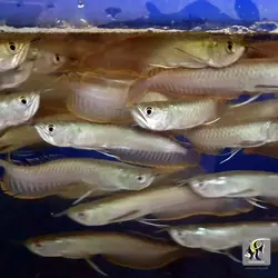 ماهی آروانا سیلور