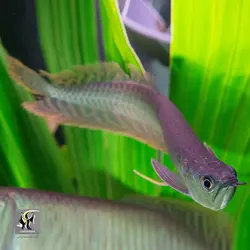 ماهی آروانا سیلور