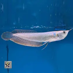 ماهی آروانا سیلور