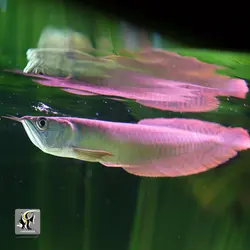 ماهی آروانا سیلور