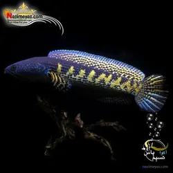 ماهی چانا گلدن کبری آب شیرین