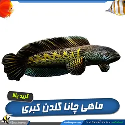 ماهی چانا گلدن کبری آب شیرین
