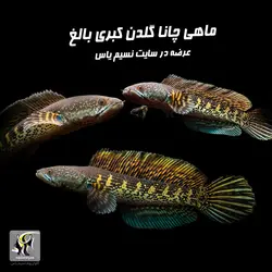 ماهی چانا گلدن کبری آب شیرین