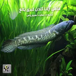 ماهی چانا گلدن کبری آب شیرین