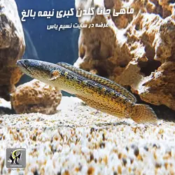 ماهی چانا گلدن کبری آب شیرین