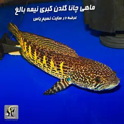 ماهی چانا گلدن کبری آب شیرین