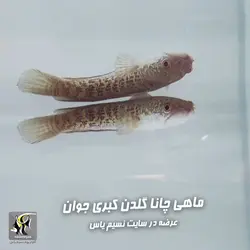 ماهی چانا گلدن کبری آب شیرین