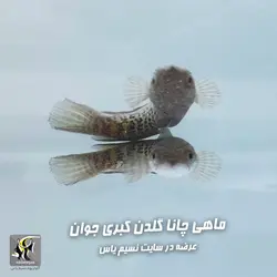 ماهی چانا گلدن کبری آب شیرین