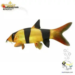 ماهی لوچ دلقک آب شیرین گرید بالا