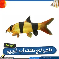 ماهی لوچ دلقک آب شیرین گرید بالا