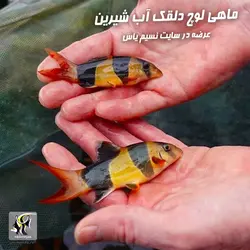 ماهی لوچ دلقک آب شیرین گرید بالا