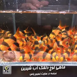 ماهی لوچ دلقک آب شیرین گرید بالا