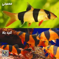 ماهی لوچ دلقک آب شیرین گرید بالا