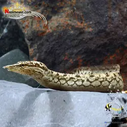 مار ماهی بلک اسپات آب شیرین