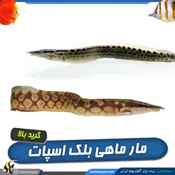 مار ماهی بلک اسپات آب شیرین