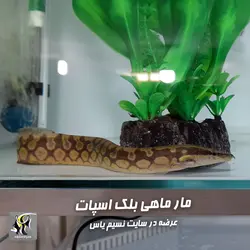 مار ماهی بلک اسپات آب شیرین