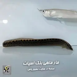 مار ماهی بلک اسپات آب شیرین