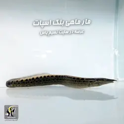 مار ماهی بلک اسپات آب شیرین