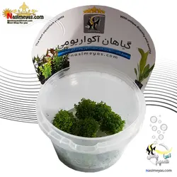 گیاه همیانتوس مروارید آکواریوم گیاهی کد 669