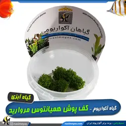 گیاه همیانتوس مروارید آکواریوم گیاهی کد 669