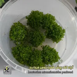 گیاه همیانتوس مروارید آکواریوم گیاهی کد 669