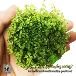 گیاه همیانتوس مروارید آکواریوم گیاهی کد 669