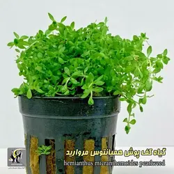 گیاه همیانتوس مروارید آکواریوم گیاهی کد 669