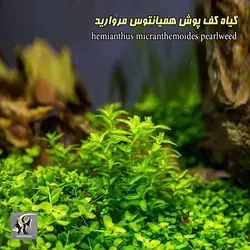 گیاه همیانتوس مروارید آکواریوم گیاهی کد 669