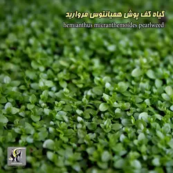 گیاه همیانتوس مروارید آکواریوم گیاهی کد 669