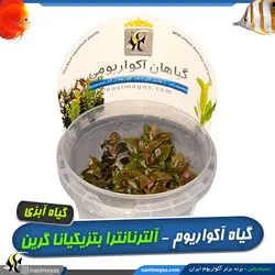 گیاه آلترنانترا بتزیکیانا گرین آکواریوم گیاهی کد 668