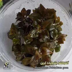 گیاه آلترنانترا بتزیکیانا گرین آکواریوم گیاهی کد 668