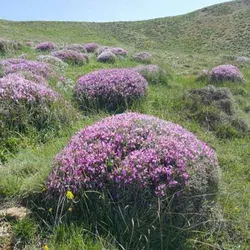 عسل طبیعی گون کرنلو ( 500 گرم خالص )