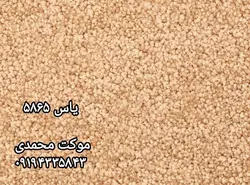 موکت پالاز طرح یاس - موکت محمدی
