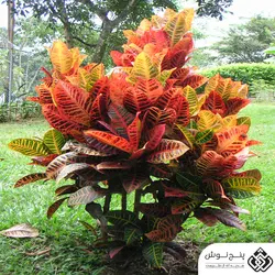 گیاه کرچک هندی (بذر) 50گرمی