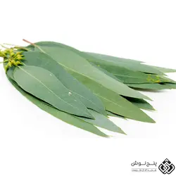برگ اکالیپتوس (ضد میکروب و تقویت تنفس ) 50گرمی