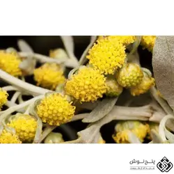 افسنطین رومی / خاراگوش (تصفیه کننده خون) 50گرمی