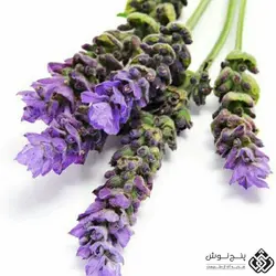 لوندر یا اسطوخودوس ایتالیایی (آرامش بخش و درمان کننده آرتروز) 50گرمی
