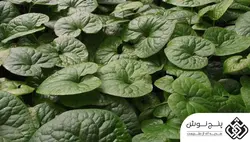 اسارون (درمان سنگ کلیه و قطع قاعدگی) 50گرمی