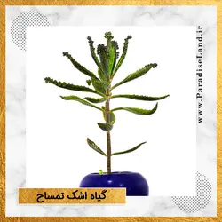 گیاه اشک تمساح - پارادایس لند