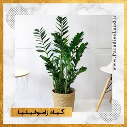 گیاه آپارتمانی زاموفیلیا - پارادایس لند