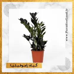 گیاه آپارتمانی زاموفیلیا - پارادایس لند