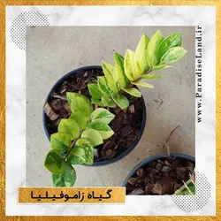 گیاه آپارتمانی زاموفیلیا - پارادایس لند