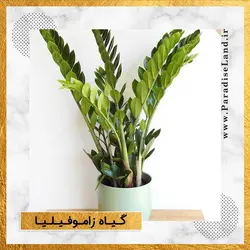 گیاه آپارتمانی زاموفیلیا - پارادایس لند