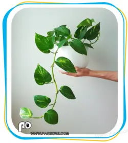 اصلاح کننده خاک و کود معدنی هربان - Herbban