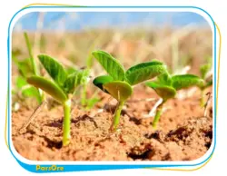 خرید پودر سولفات پتاسیم کود پتاس _ پارس اور